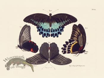 Jablonsky Butterfly 007